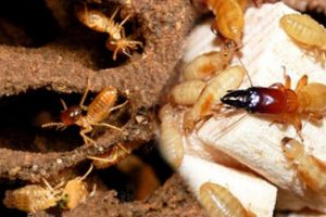 Dịch vụ diệt mối hiệu quả