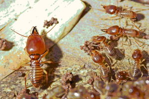 Diệt mối tận gốc tại bắc ninh  0968-493-088