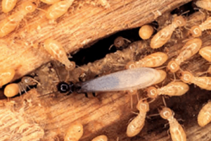 Diệt mối tại nhà