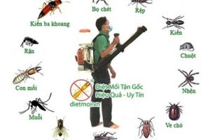 DỊCH VỤ PHUN THUỐC MUỖI TẠI HÀ NỘI. PHUN THUỐC DIỆT MUỖI TẠI NHÀ