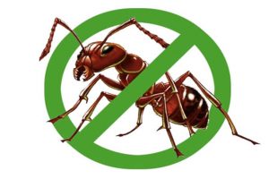 DỊCH VỤ DIỆT KIẾN TẠI HÀ NỘI. DỊCH VỤ DIỆT KIẾN GIÁ RẺ