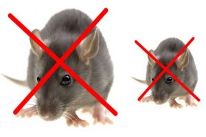 DỊCH VỤ DIỆT CHUỘT TẠI HÀ NỘI. DỊCH VỤ DIỆT CHUỘT GIÁ RẺ