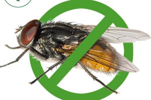 DỊCH VỤ DIỆT RUỒI TẠI HÀ NỘI. DỊCH VỤ DIỆT RUỒI TẬN GỐC GIÁ RẺ.